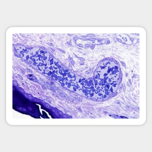 Venule, light micrograph (C021/4883) Sticker